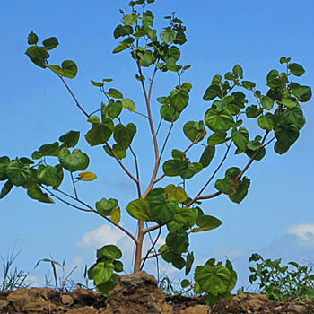 Carbon dating trees